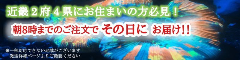 発送詳細