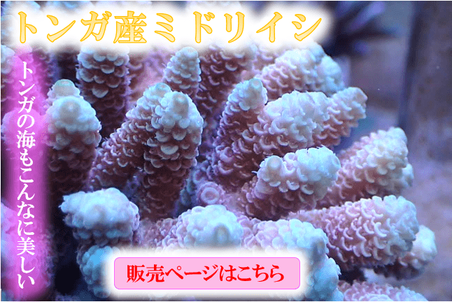 送料込・まとめ買い No.23 オーストラリア産オオトゲキクメイシ|ハードコーラル プクプク系 アクアスタイルユー サンゴ 通販 販売 ユラユラ  ASY