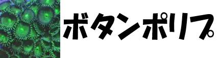 ボタンポリプ