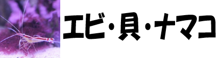 エビカイナマコ