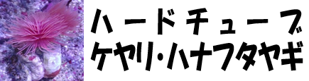 ヤギ