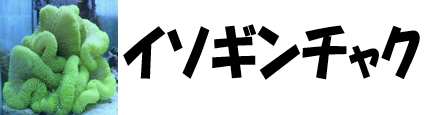イソギンチャク