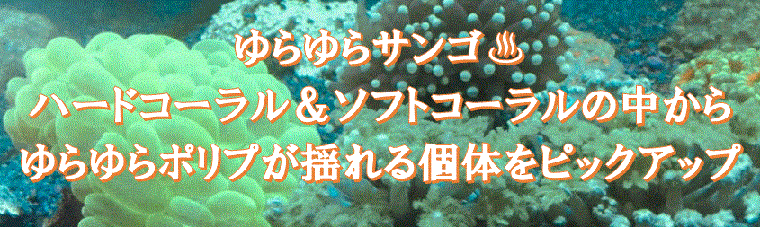Aquastyle You アクアスタイルユー 今週の特価品 海水魚 サンゴ 通販