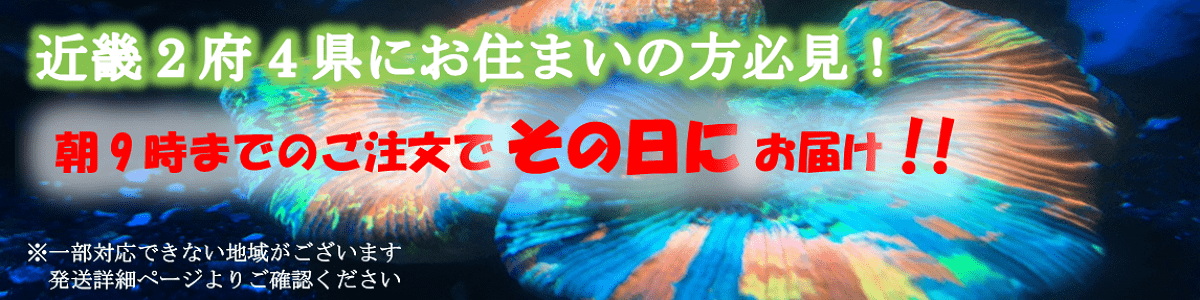発送詳細