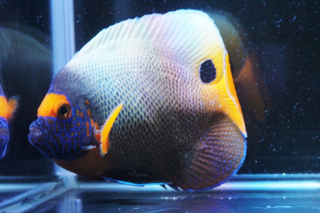 ブルーフェイスエンゼル 13 5ｃｍ前後 3 Blue Orange を買うならアクアスタイルユー 海水魚 サンゴ 通販 販売 ショップ