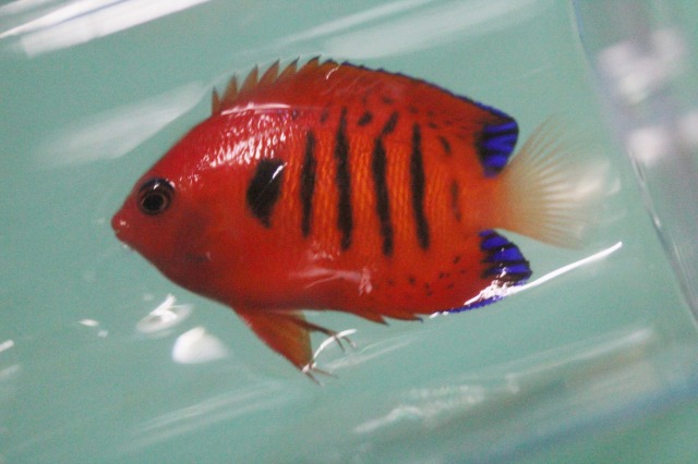 No 5 フレームエンゼル 6 5cm Red を買うならアクアスタイルユー 海水魚 サンゴ 通販 販売 ショップ No 5 フレームエンゼル 6 5cm Red を買うならアクアスタイルユー 海水魚 サンゴ 通販 販売 ショップ