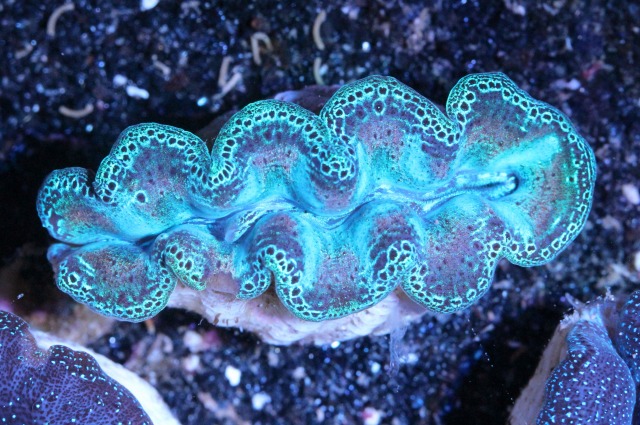 No 25 ヒメシャコガイ スーパーメタリックブルー を買うならアクアスタイルユー 海水魚 サンゴ 通販 販売 ショップ
