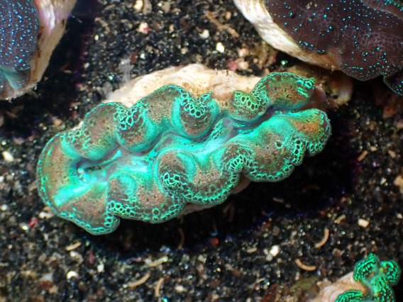 No 25 ヒメシャコガイ スーパーメタリックブルー を買うならアクアスタイルユー 海水魚 サンゴ 通販 販売 ショップ