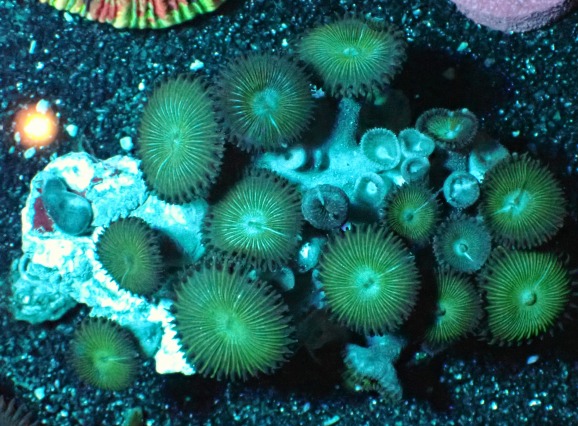 No 5 ボタンポリプ を買うならアクアスタイルユー 海水魚 サンゴ 通販 販売 ショップ