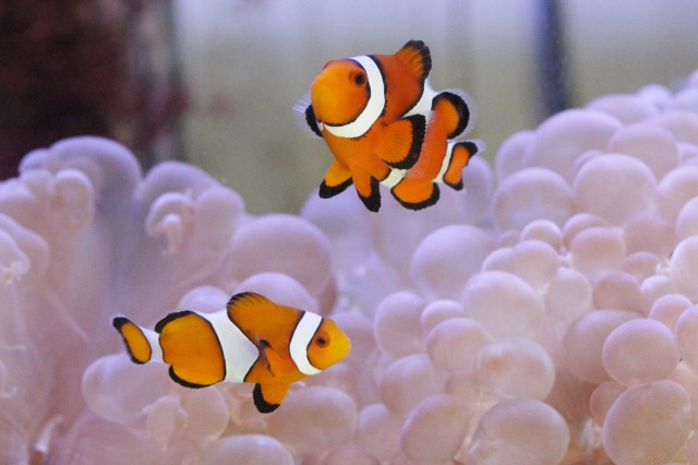 石垣島産カクレクマノミ ペア を買うならアクアスタイルユー 海水魚 サンゴ 通販 販売 ショップ