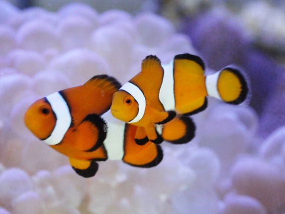 石垣島産カクレクマノミ ペア を買うならアクアスタイルユー 海水魚 サンゴ 通販 販売 ショップ