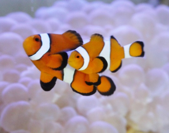 石垣島産カクレクマノミ ペア を買うならアクアスタイルユー 海水魚 サンゴ 通販 販売 ショップ