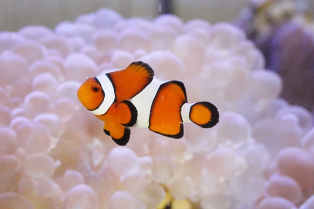 石垣島産カクレクマノミ ペア を買うならアクアスタイルユー 海水魚 サンゴ 通販 販売 ショップ 石垣島産カクレクマノミ ペア を買うならアクアスタイルユー 海水魚 サンゴ 通販 販売 ショップ