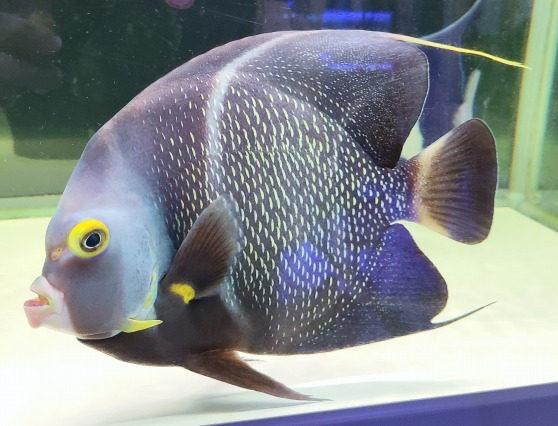 飼い込み個体 フレンチエンゼル 25cm前後 を買うならアクアスタイルユー 海水魚 サンゴ 通販 販売 ショップ 飼い込み個体 フレンチエンゼル 25cm前後 を買うならアクアスタイルユー 海水魚 サンゴ 通販 販売 ショップ