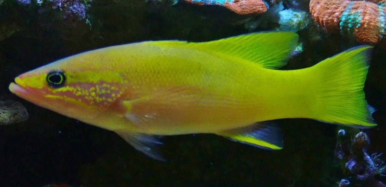 飼い込み個体 国内産ツルグエ 13 5ｃｍ前後 を買うならアクアスタイルユー 海水魚 サンゴ 通販 販売 ショップ