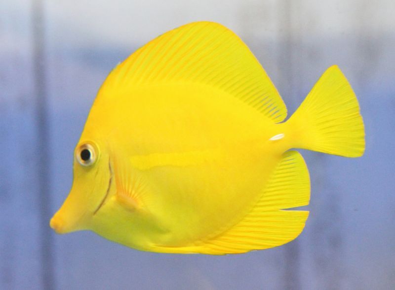 キイロハギ 8 10cm前後 を買うならアクアスタイルユー 海水魚 サンゴ 通販 販売 ショップ キイロハギ 8 10cm前後 を買うならアクアスタイルユー 海水魚 サンゴ 通販 販売 ショップ
