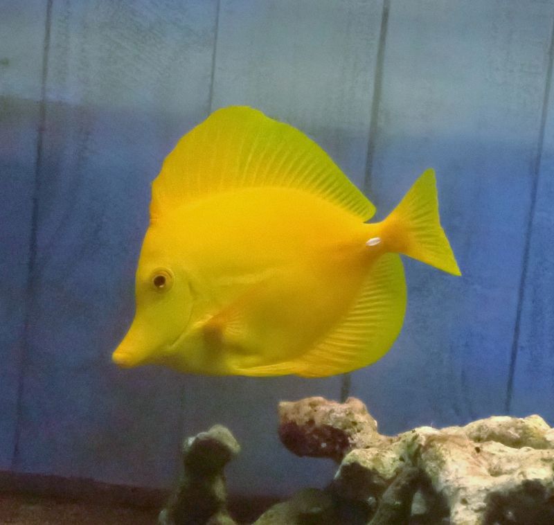 キイロハギ 13cm前後 を買うならアクアスタイルユー 海水魚 サンゴ 通販 販売 ショップ