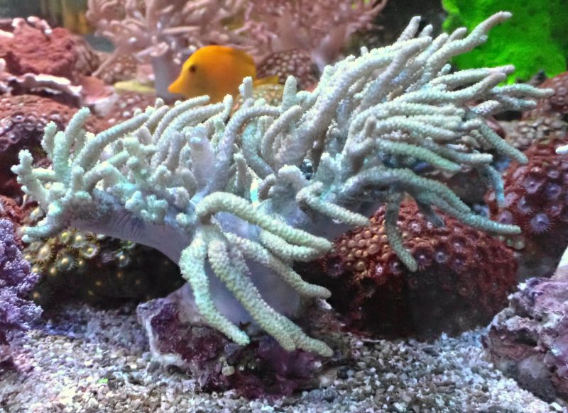 No 7 ヤナギカタトサカ を買うならアクアスタイルユー 海水魚 サンゴ 通販 販売 ショップ