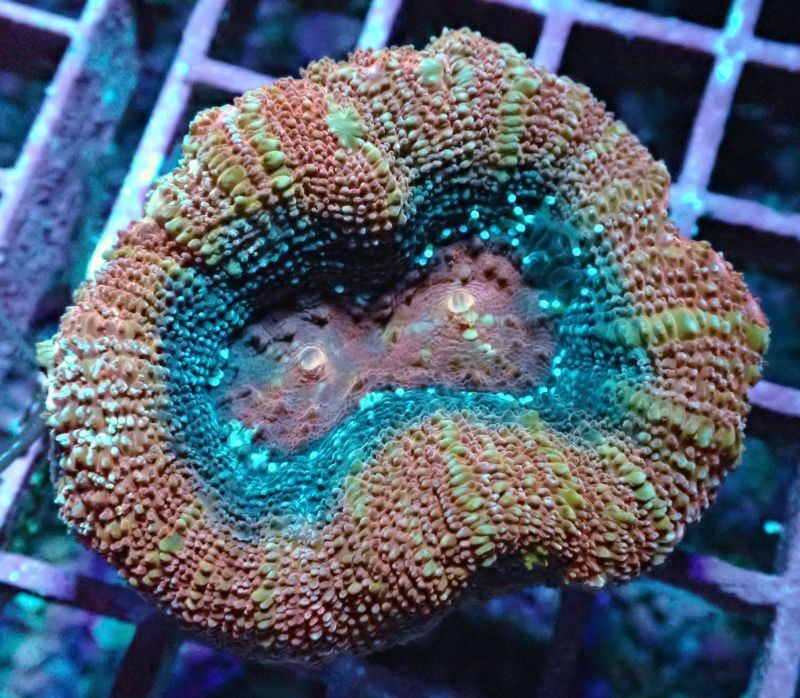 No 3 オオトゲキクメイシ Rare Bowerbanki ハードコーラル大阪のサンゴ専門店 アクアスタイルユー 海水魚 サンゴ 通販 販売 大阪 南大阪