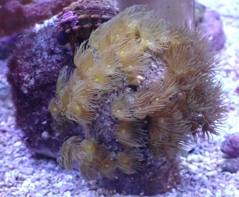 No 1 イエローポリプソフトコーラル大阪のサンゴ専門店 アクアスタイルユー 海水魚 サンゴ 通販 販売 大阪 南大阪