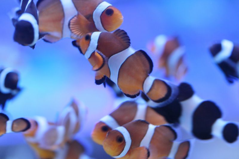 90 Off 海水魚 ブリード カクレクマノミ Sサイズ 3匹 3 4cm前後 生体 Shipsctc Org