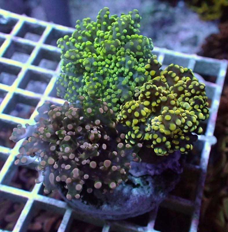 No 25 タコアシサンゴ 極美個体 ブーケを買うならアクアスタイルユー 大阪のサンゴ専門店 アクアスタイルユー サンゴ 通販 サンゴ通販 販売 大阪 南大阪