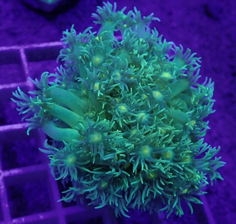アクアスタイルユー（AQUASTYLEYOU）｜海水魚・サンゴの通販 販売