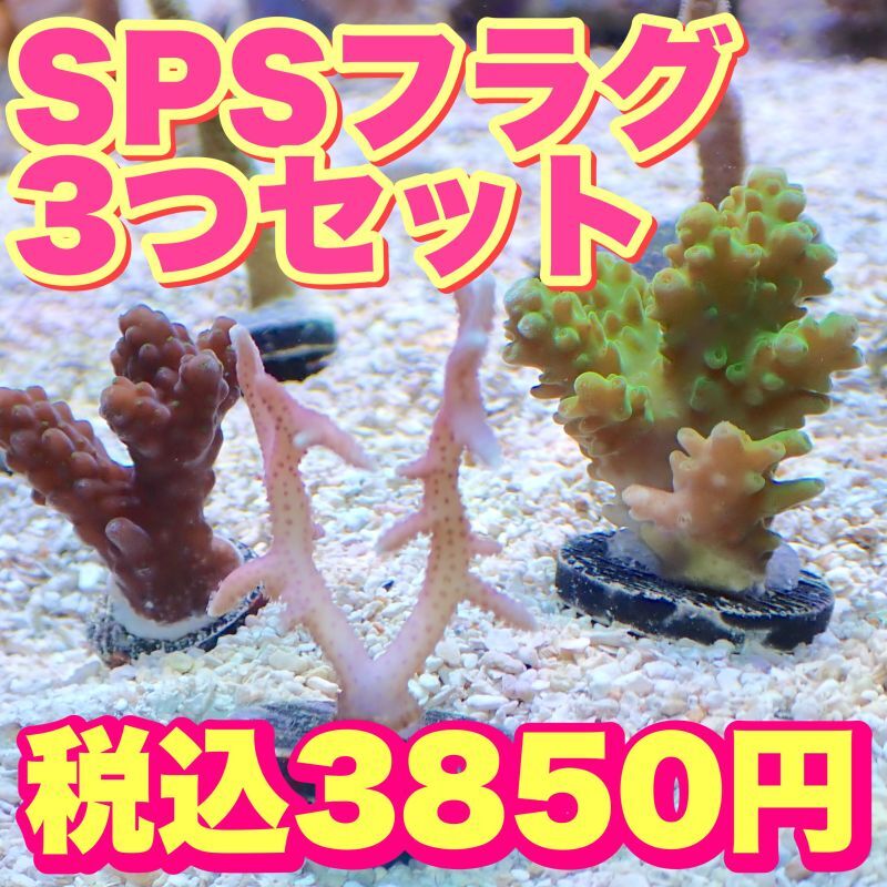ウスコモン グリーン（珊瑚ウスコモン グリーン、オレンジ