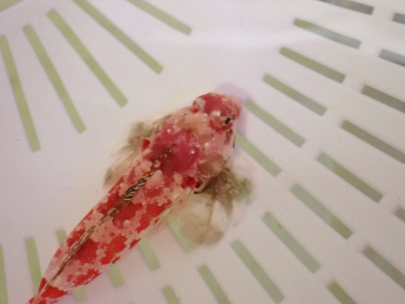 画像2: No.1 レッドスクーターブレニー Sサイズ 一匹 (2)