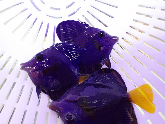 画像2: No.1 パープルタン Sサイズ 一匹 (2)