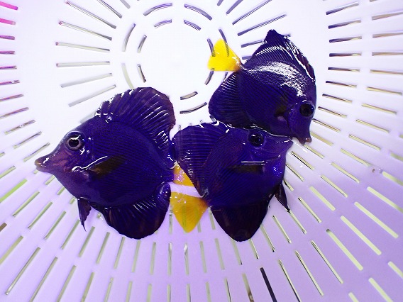 画像1: No.1 パープルタン Sサイズ 一匹 (1)