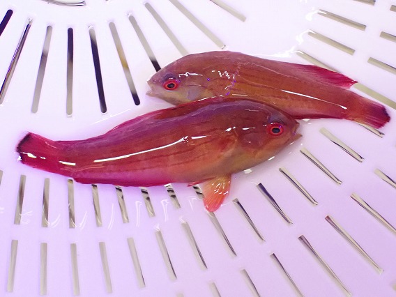 画像3: No.1 エイトラインラス 一匹 (3)