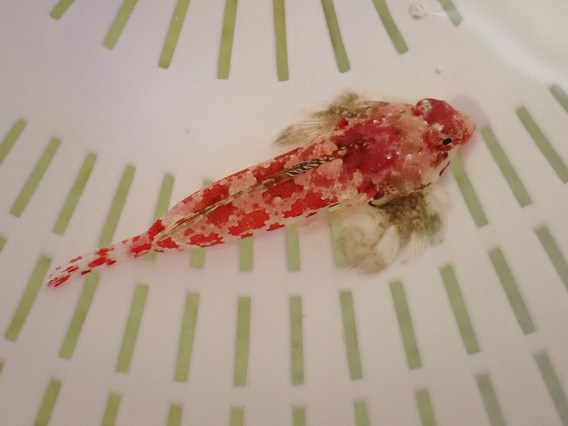 画像3: No.1 レッドスクーターブレニー Sサイズ 一匹 (3)