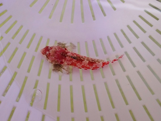 画像1: No.1 レッドスクーターブレニー Sサイズ 一匹 (1)