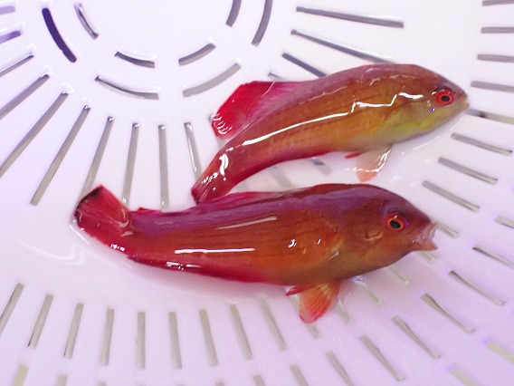 画像2: No.1 エイトラインラス 一匹 (2)