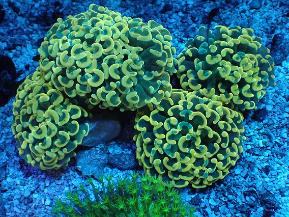 SALE】IF ナガレハナサンゴ CUSTOM Yellow Tip - 海水魚専門店