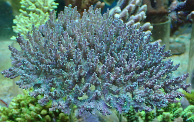今季一番 ASY 販売 通販 サンゴ アクアスタイルユー SPS SPS|ミドリイシ 浅場ミドリイシ No.23 - 観賞魚生体 -  www.diariodeflores.com.ar