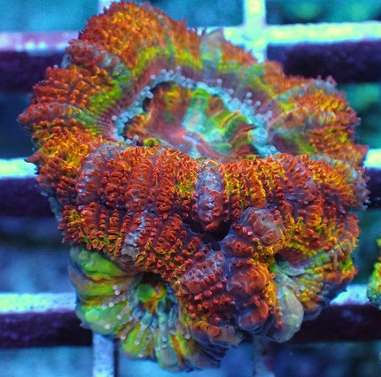 【Aqua h】ハナガササンゴ＊レッド