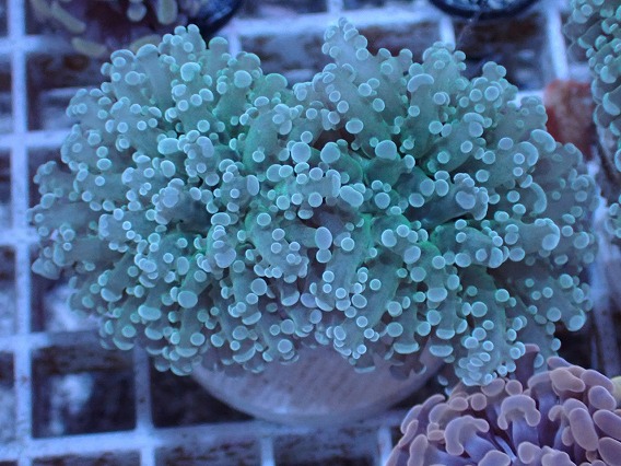 No 3 コエダナガレハナサンゴ 極美個体を買うならアクアスタイルユー 大阪のサンゴ専門店 アクアスタイルユー サンゴ 通販 サンゴ通販 販売 大阪 南大阪