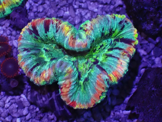 HOT，豊富な】 C-3 ナガレハナサンゴ メタグリーン