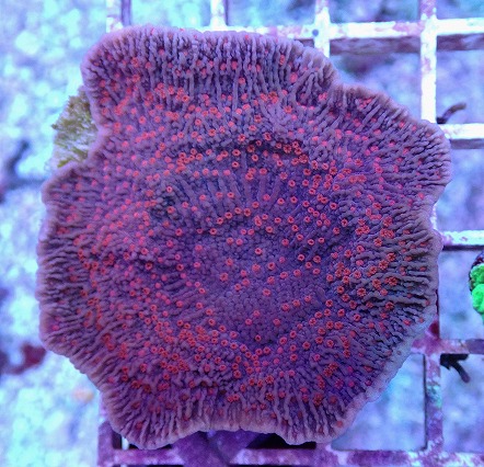 画像1: No.30 CE Monti Red Rose (1)