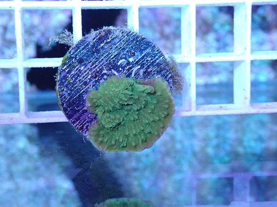 画像2: No.44 ウスコモンサンゴ (2)