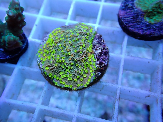 画像2: No.60 CE Monti Cap Grafted Sunfire (2)
