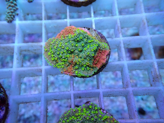 画像1: No.62 CE Monti Cap Grafted Sunfire (1)