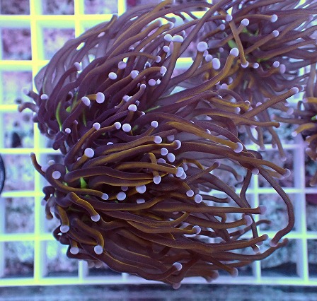 画像1: No.25 ゴールドトーチ 24K (1)