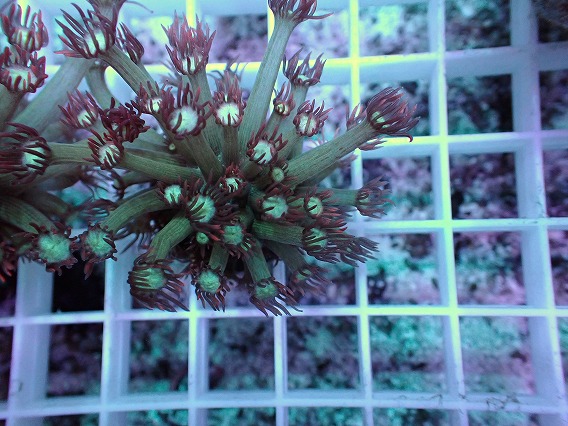 画像2: No.2 ハナガササンゴ レッドチップカラー (2)