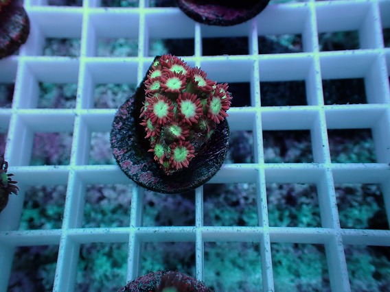 画像1: No.4 ハナガササンゴ レッドチップカラー (1)