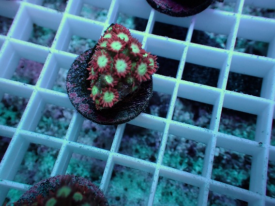 画像2: No.4 ハナガササンゴ レッドチップカラー (2)