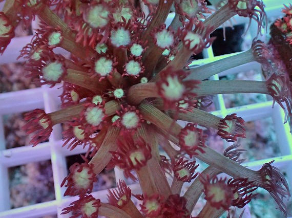 画像1: No.5 ハナガササンゴ レッドチップカラー (1)