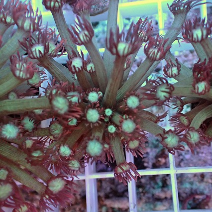 画像2: No.5 ハナガササンゴ レッドチップカラー (2)